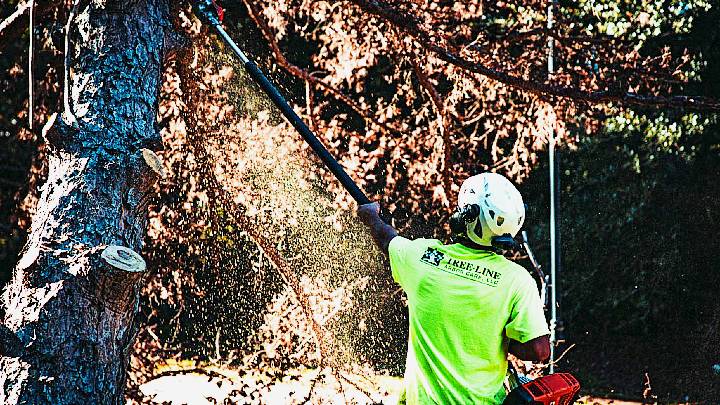 Treeline Arborcare trimming trees with a pole saw