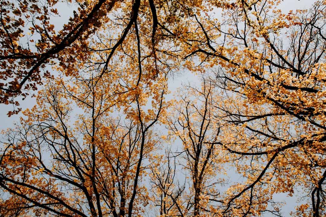 dead tree limbs