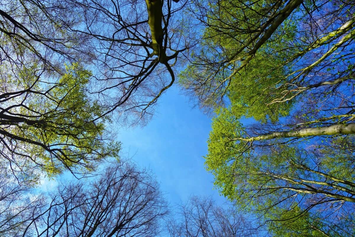Tree Canopy