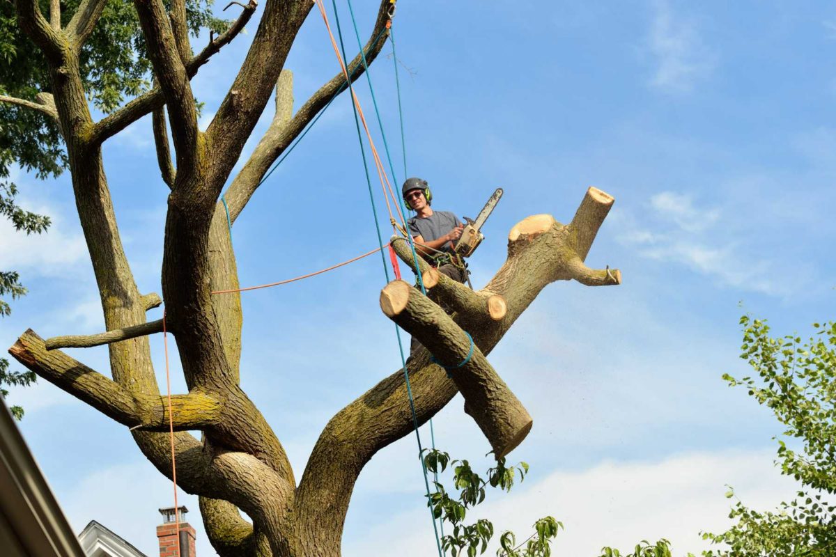 Emergency Tree Removal