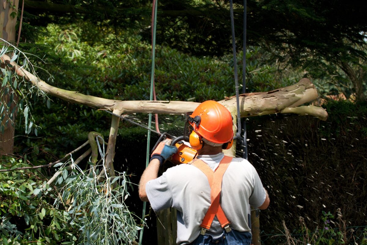 Tree Trimming