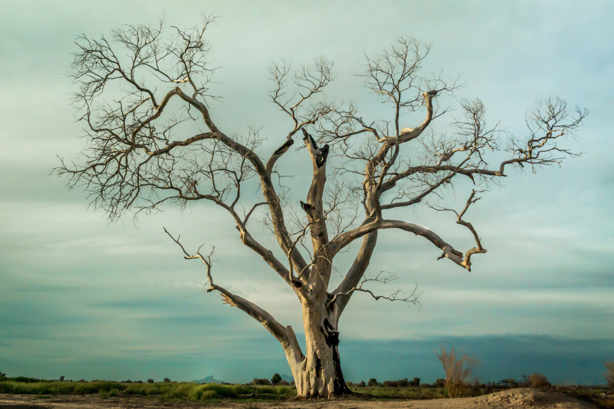 Dead Georgia Tree