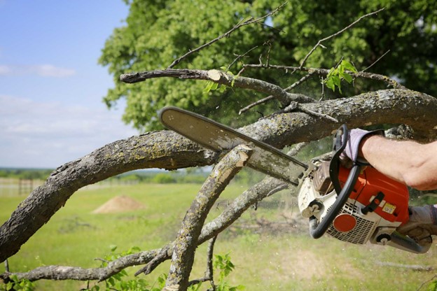 Tree Removal