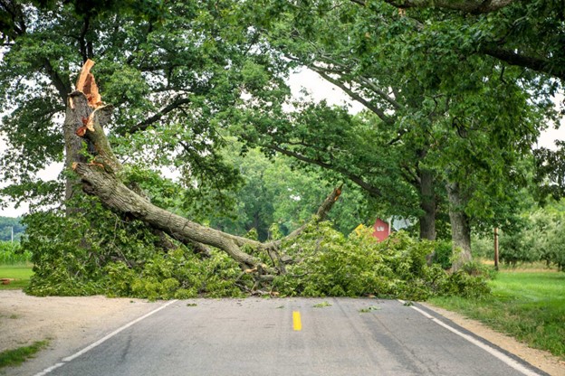 Tree Line Arbor Tree Removal Questions